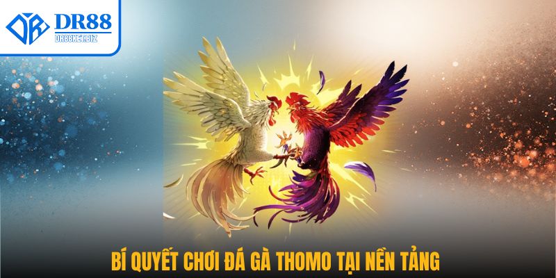 Bí quyết chơi đá gà Thomo tại nền tảng