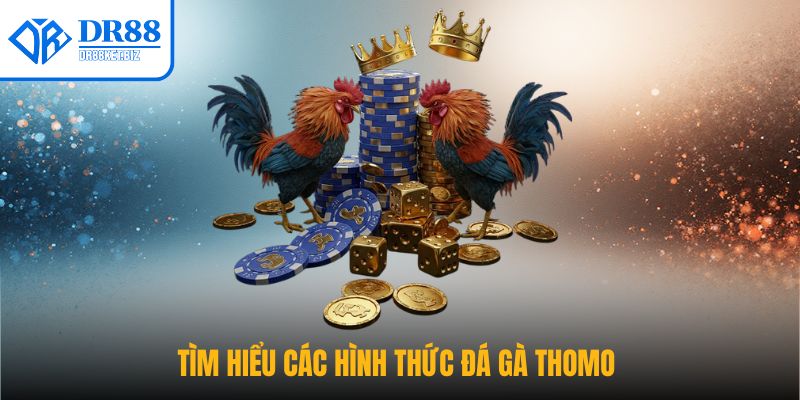 Tìm hiểu hình thức đá gà Thomo