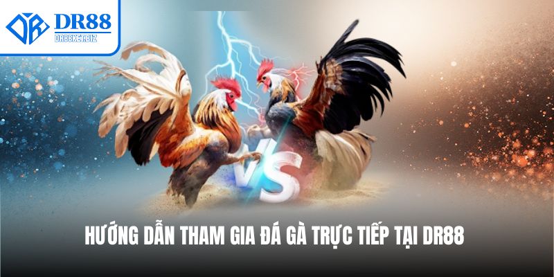 Hướng dẫn tham gia cược đá gà trực tiếp tại nền tảng